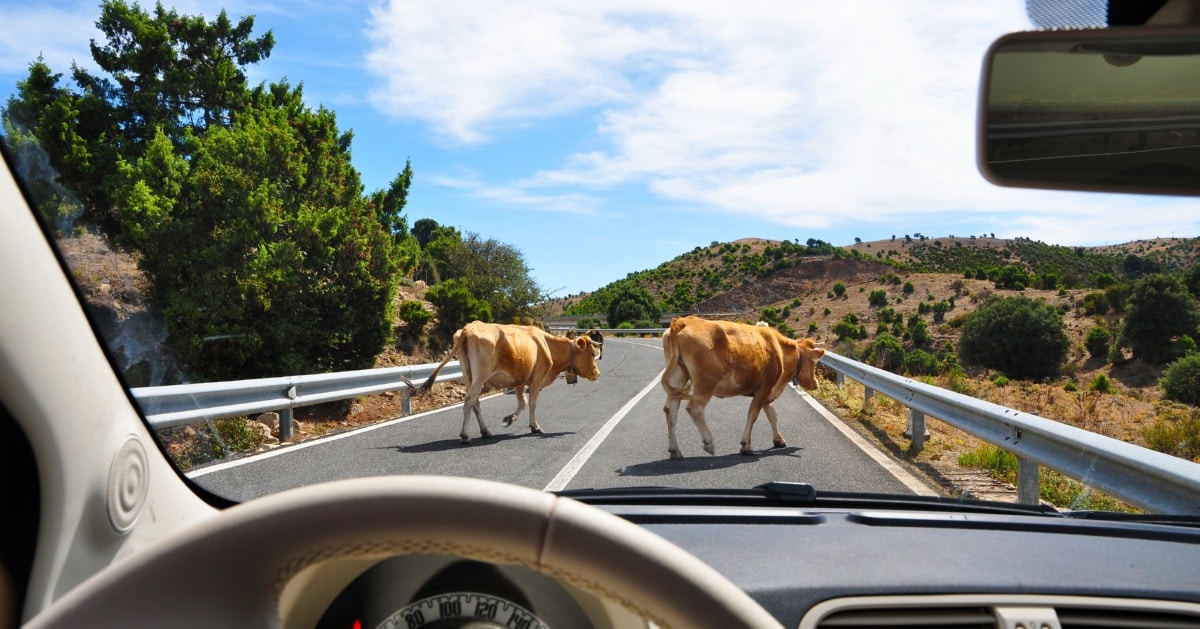Cows walking across a road from a driver's perspective