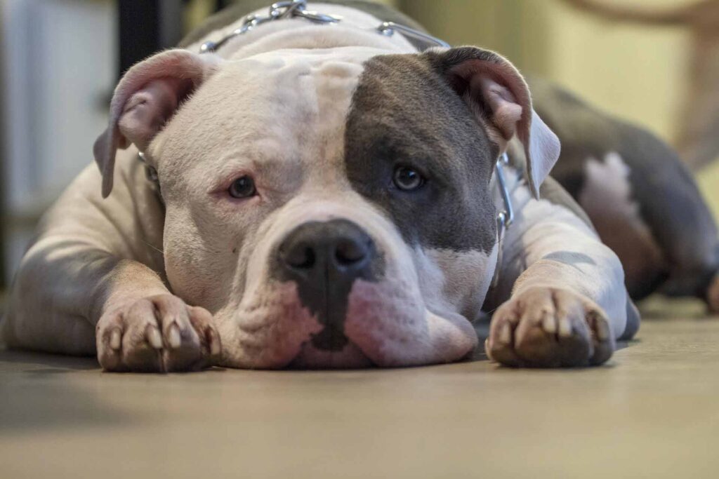 A pitbull with a chain collar staring into the camera