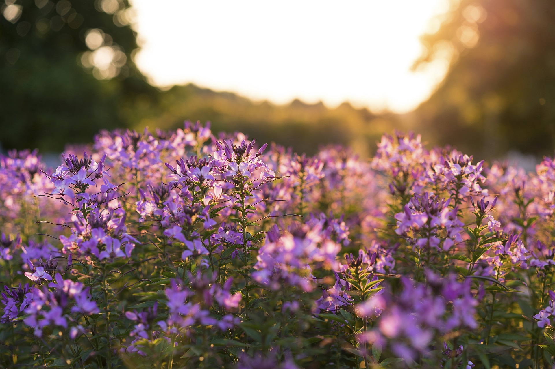 Purple flower field